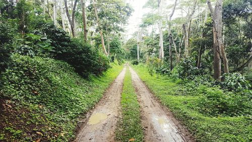 Panoramic view of trees in forest