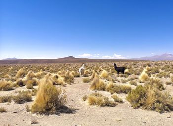 Scenic view of desert against sky