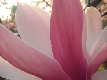 Close-up of pink flower