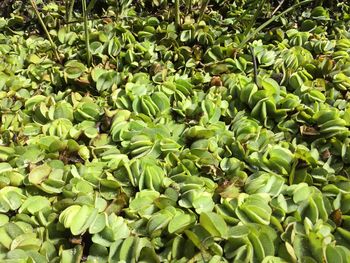 Close-up of leaves