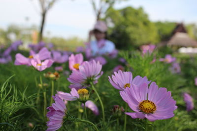 Close-up of purple crocus flowers on field