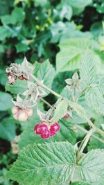 Close-up of flowers on plant