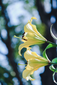 Close-up of yellow flower hanging on tree