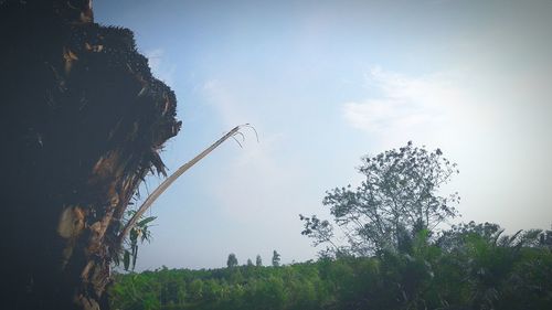 Low angle view of silhouette trees against sky