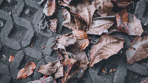 High angle view of dried leaves on plant