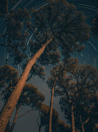 Low angle view of tree against sky during autumn