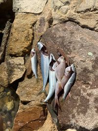 High angle view of fish on rock