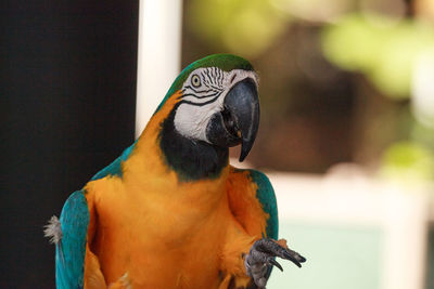 Close-up of a bird perching