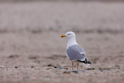 Seagull perching on a land