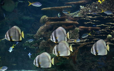 View of fishes swimming in sea