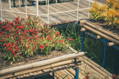 Close-up of red flower plants in greenhouse