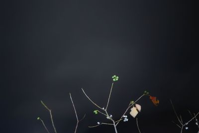 Close-up of plant against black background