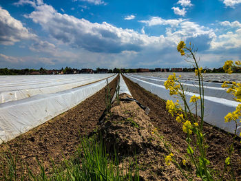 Scenic view of agricultural field with asparagus against sky