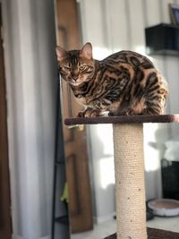 Portrait of cat sitting on floor