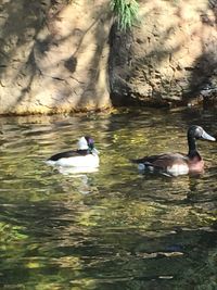 Close-up of ducks swimming on lake