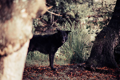 Black cat standing in a forest