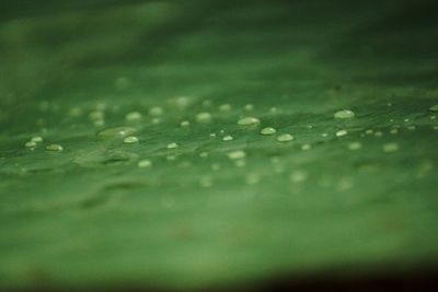 Full frame shot of raindrops on leaf