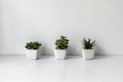 Potted plant against white background