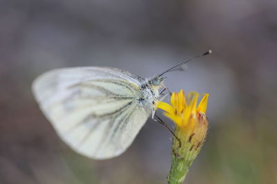 Close-up of butterfly on flower
