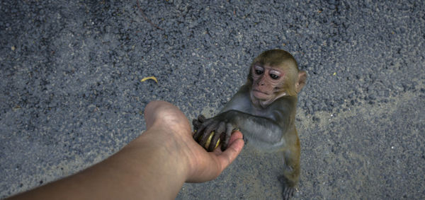 High angle view of monkey taking food from cropped hand