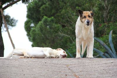 Close-up of dog