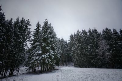 Pine trees on snow covered land against sky