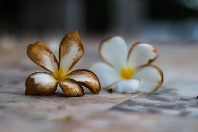 Close-up of frangipani on flower