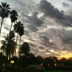 Low angle view of palm trees against cloudy sky