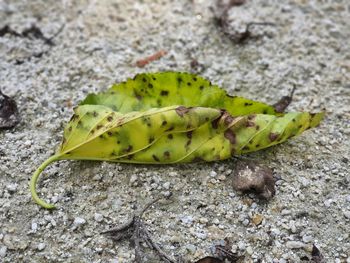 High angle view of green leaf on field