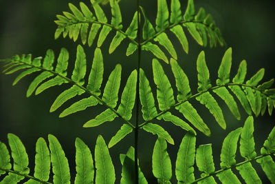 Close-up of fern leaves on tree in forest