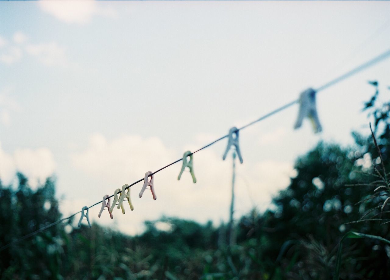CLOSE-UP OF BARBED WIRE ON PLANT AGAINST SKY