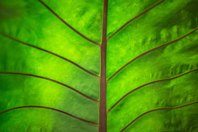 Full frame shot of green leaf