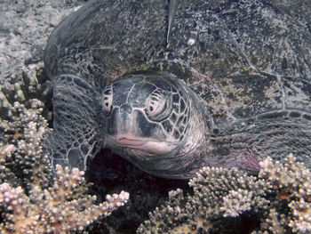 Close-up of turtle in sea