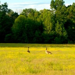 View of birds on grassy field