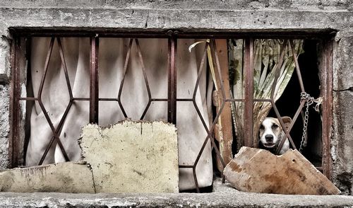 Portrait of dog sitting by window of building