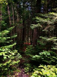 Trees in forest