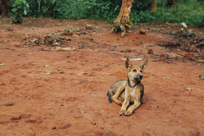 Dog sitting on ground