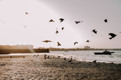 Birds flying over beach