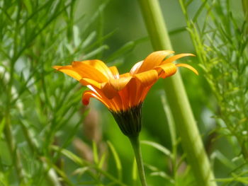 Close-up of orange flowering plant