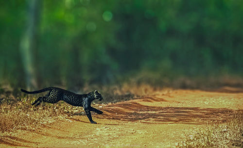 View of a lizard on land