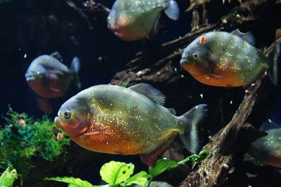 Piranhas swimming underwater