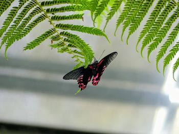 Close-up of butterfly on plant
