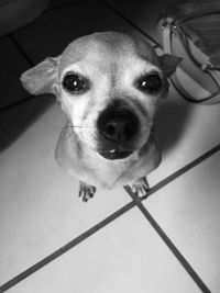 High angle portrait of dog on floor at home