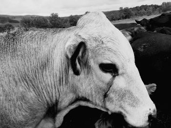 Close-up of a horse