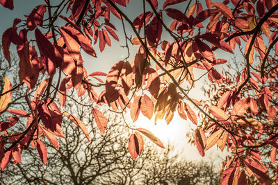 Low angle view of trees against sky during autumn