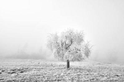 Tree on field against sky during winter