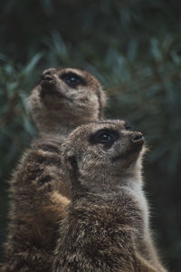 Vertical shot of two adorable meerkats on a branch in a zoo