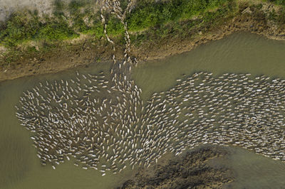 Fish swimming in sea