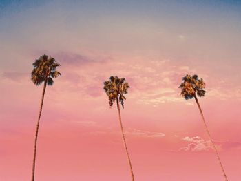 Low angle view of palm trees against sky