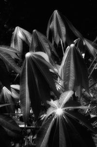 Low angle view of flowering plant